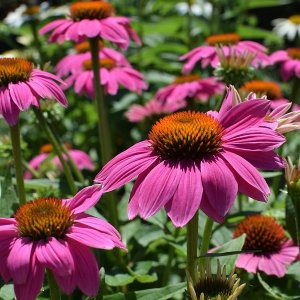 Echinacea purpurová (Echinacea purpurea) ´MAGNUS´, kont. P9
